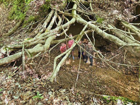 Four children stand under large exposed tree roots.