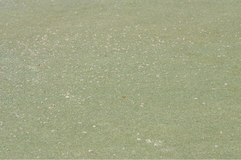 A golf green with a large number of worm castings.