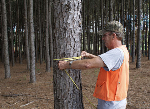 A person holds a diameter-measuring tape around a tree trunk about 4.5 feet from the ground.
