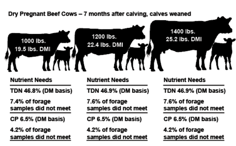 A diagram of three dry pregnant beef cows 7 months after calving when the calves are weaned. The 1,000 lb cow with 19.5 pound DMI needs a TDN of 46.8% (DM basis), but 7.4% of forage samples do not meet this need. For the same cow, CP should be 6.5% (DM basis), but 4.2% of forage samples do not meet this need. The 1,200 lb cow with 22.4 pound DMI needs a TDN of 46.9% (DM basis), but 7.6% of forage samples do not meet this need. For the same cow, CP should be 6.5% (DM basis), but 4.2% of forage sa
