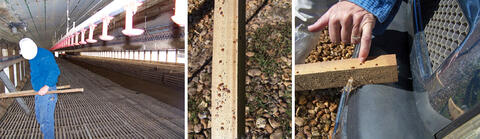 A composite of three images: the first shows a person working inside an empty chicken house; the second shows dark spots on infected wood; the third has a person pointing at similar dark spots on the wood.