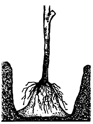 A bare-root plant sits inside a hole. Unlike the ball and burlap plant, the bare-root plant sits atop a small mound of dirt in the bottom of the hole so that the young plant can naturally spread its roots.