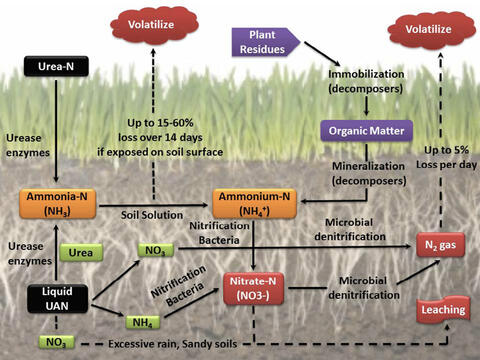 Nitrogen cycle diagram described in caption.