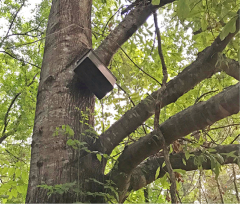 A metal box in the branches of a tree.