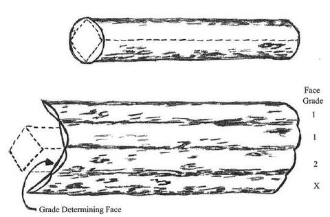 A diagram showing a butt-log divided into four faces and the bark peeled away to show the defects and quality of the butt-log. One of the grading faces has most of the defects, while two of the faces are F1 grade, and the last face is F2 grade. The F2 grade is the determining grade because it is the second-worst grading face of the butt-log.