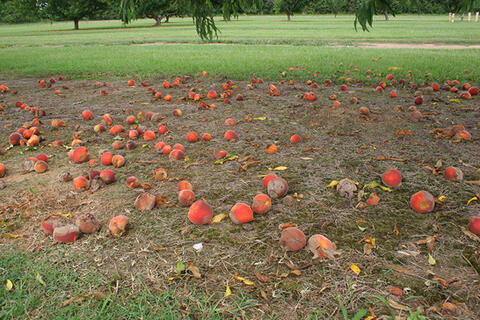 Partially rotted peaches lie on the ground underneath peach trees. 