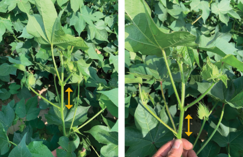 Two cotton plants with 2 to 3 inches between internodes.