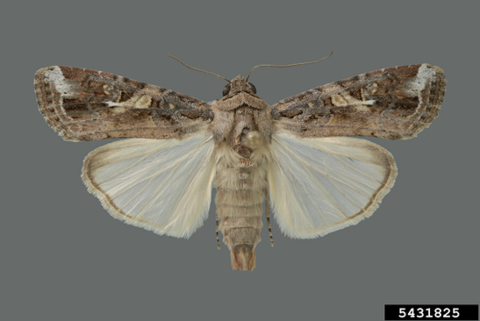 A male fall armyworm moth. The forewings of the moth have white markings near the tips, and the hindwings are almost fully cream-colored.