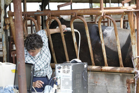 An ultrasound technician collects a rump fat ultrasound measurement.