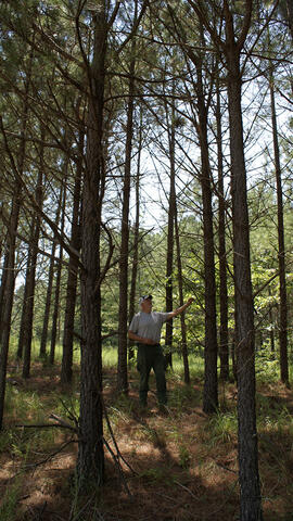 A person standing among pine trees with live, green limbs about the same height as the person.