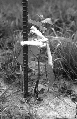 A small plant tied to a support pole.