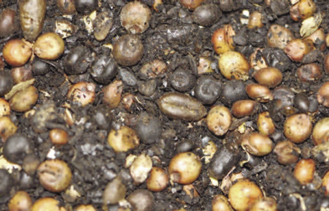 A mixture of milo and soybeans with brown and black seeds.