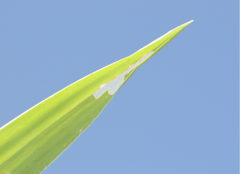 The tip of a bright green grass blade shows signs of &quot;windowpanes&quot;. The windowpanes in the leaves are made by armyworms are white and semi-transluscent. 