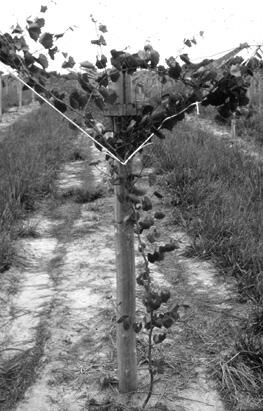 A view down a row of muscadine vines, which grow up a support post.