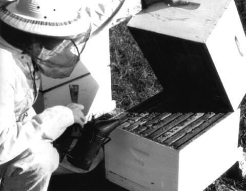 A person in protective gear and holding a bee smoker opens a colony box.