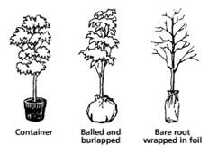 Three plants in different packaging: container, balled and burlapped, and bare root wrapped in foil.
