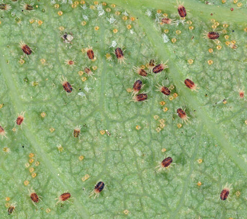 Tiny brown and yellow spider mites on a green leaf.