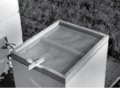 A colony box with a wood-framed screen on top.