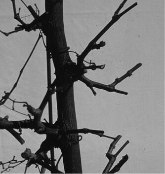 Small, pruned shoots growing along a thick branch.