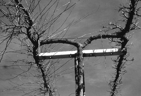 A T-shaped post with a thick branch growing up and branching at the top. Vines with long, bare shoots grow along wires on either side of the top of the T.