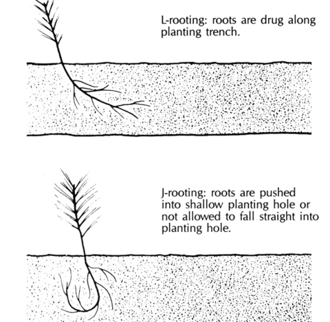 Diagram of L-rooting.