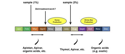 Diagram described in caption and text on previous page. The February/March sample indicates a 1% threshold and treatment with Apistan, Apivar, organic acids, etc., between March and April. In April, decide if the treatment worked. The July/August sample indicates a 3% threshold and treatment with Thymol, Apivar, etc., between August and September. In November/December, organic acids (e.g., oxalic) can be used.