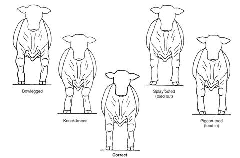 Diagram of an ideal market steer's front leg alignment.
