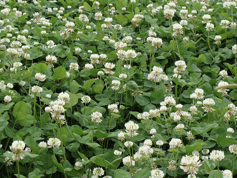 A mass of dark green clovers with white flowers.