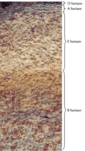 A cross-section view of soil horizons O, A, E, and B (described under the Describing Soil Layers heading).