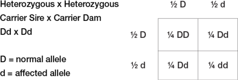 A Punnet square showing the four possible offspring of a carrier sire (capital D, lowercase d) and a carrier dam (capital D, lowercase d). The four possibilities are: 25% chance DD (no abnormality), 50% chance Dd (carrier), and 25% chance dd (abnormality).