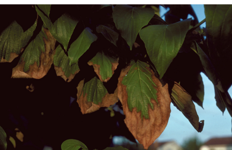 Green leaves feature browned curling tips as a result of leaf scorch.