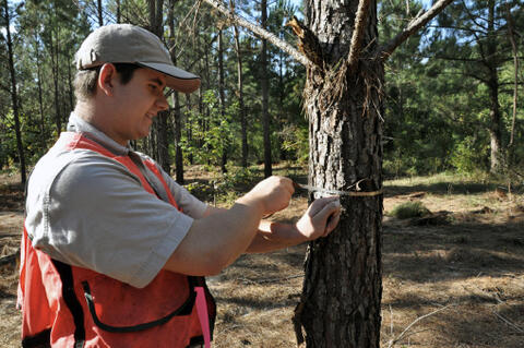 A person uses a flexible tape measure to measure around a pine tree trunk in a forest.