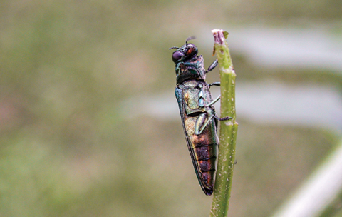 An EAB on a leaf with its iridescent blue and green wings closed.
