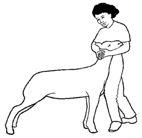 Illustration of an exhibitor holding a lamb's head. The lamb is leaning forward, into the exhibitor's legs. 