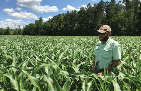 A person stands in a field of waist-high corn plants.
