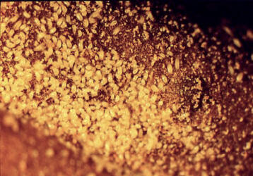 A close-up of thousands of yellow mites on drying ham.