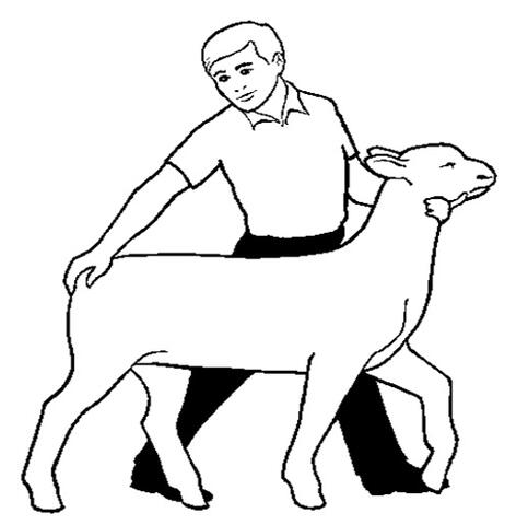 Illustration of an exhibitor lifting a lamb. Their left hand is placed on the furthest part of the lamb's back while their right hand is just under the lamb's face. The exhibitor's legs are spread as wide as the lamb's legs.