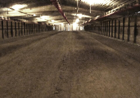 Interior of a poultry house with level letter (no mounds).