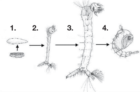 Un diagrama que muestra las cuatro etapas descritas en el texto bajo el título Ciclo de Vida del Mosquito.