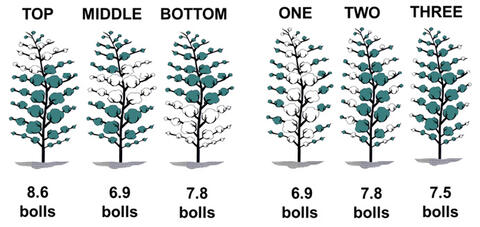 Top, 8.6 bolls; middle, 6.9 bolls; bottom, 7.8 bolls; first-position, 6.9 bolls; second-position, 7.8 bolls; third-position, 7.5 bolls.