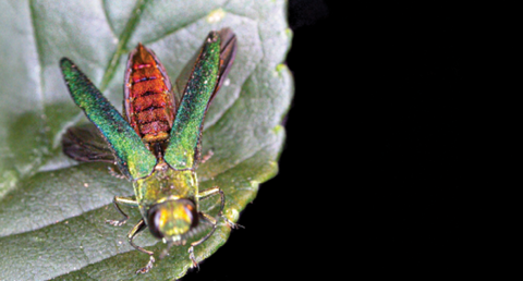 An adult EAB from above with its iridescent green and yellow wings spread to reveal its iridescent red/purple body. The head is lighter than the wings, showing more yellow than green.
