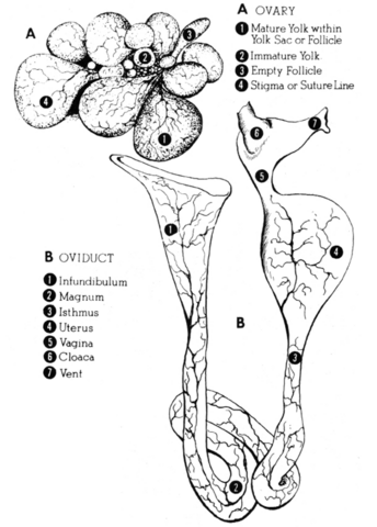 Parts of the ovary: mature yolk within yolk sac or follicle; immature yolk; empty follicle; stigma or suture line. Parts of the oviduct: infundibulum; magnum; isthmus; uterus; vagina; cloaca; vent. 