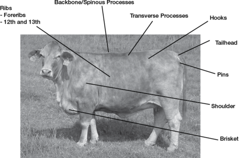 Side view of a cow with labels: ribs (foreribs and 12th and 13th), backbone/spinous processes, transverse processes, hooks, tailhead, pins, shoulder, and brisket.