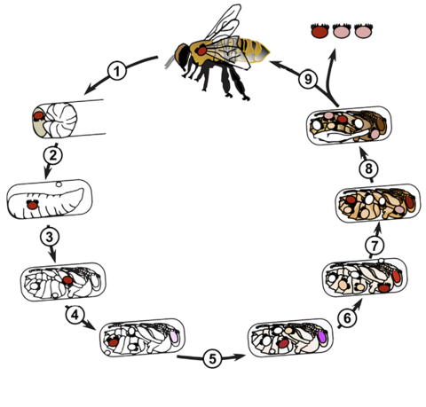 A diagram of the life cycle of a varroa mite, described in numbered text below.