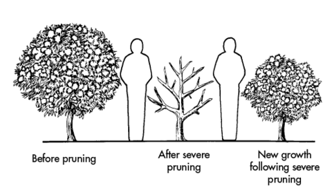 Drawing of a bush before pruning, after a severe pruning, and after new growth following a severe pruning. Human outlines beside the bushes show that the bush was a little taller than a person before pruning; shorter than a person and with six branches and no vegetation after a severe pruning; and shorter than a person but with very full vegetation after new growth following a severe pruning.