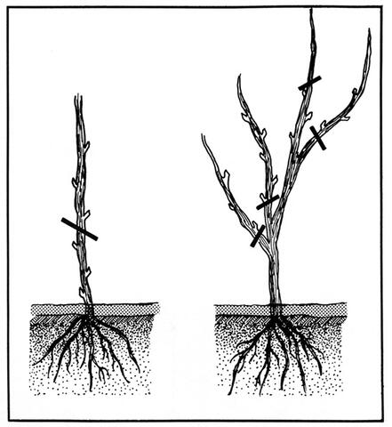 Cross-section drawing of two plants. One has a single stem and a line indicating where the stem should be cut, above the lower three buds. The other has four stems and four lines indicating where the stems should be cut; three are cut at the main stem, and one is cut above the lower three buds.