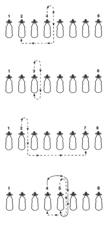 Diagram of how the lambs might change positions. There are dashed lines with arrows that indicate where the judge might want the lamb to go.