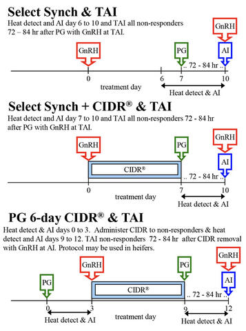 Beef cow heat detection and timed AI protocols. Select Synch &amp; TAI: heat detect and AI days 6 to 10; TAI all nonresponders 72–84 hours after PG with GnRH at TAI. Select Synch plus CIDAR and TAI: heat detect and AI days 7 to 10; TAI all nonresponders 72–84 hours after PG with GnRH at TAI. PG 6-day CIDR and TAI: heat detect and AI days zero to 3; administer CIDR to nonresponders and heat detect and AI days 9 to 12; TAI nonresponders 72–84 hours after CIDR removal with GnRH at AI; protoco