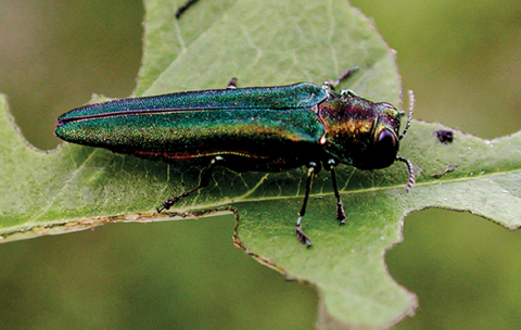 An adult EAB on a twig. The underside of the EAB is rust-colored at the dull pointed rear end. The rest has a metallic green tinge.