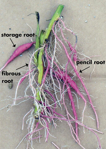 Sweet potato stem with roots labeled &quot;storage root,&quot; &quot;fibrous root,&quot; and &quot;pencil root.&quot;